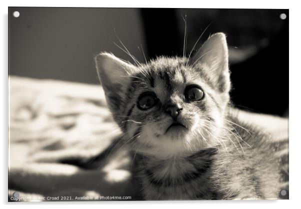 Cute Kitten Acrylic by Nic Croad
