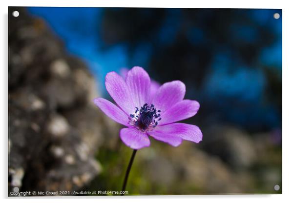 Wild Purple Anemone Acrylic by Nic Croad