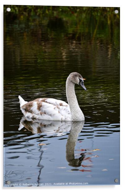 Swan reflection Acrylic by Rebecca Austen
