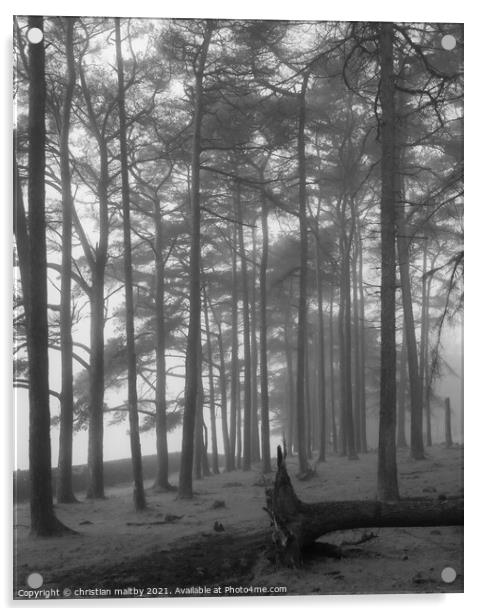 Misty woods Dumfries Galloway Acrylic by christian maltby