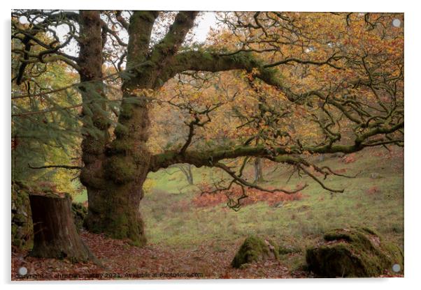 large old tree in autumn Acrylic by christian maltby