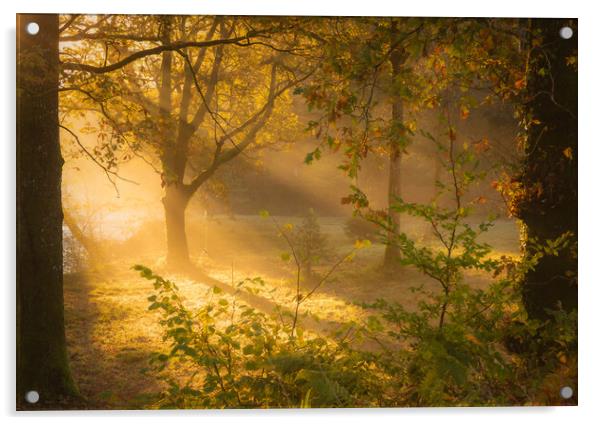 A misty woodland Dumfries  Acrylic by christian maltby