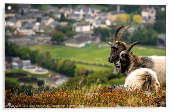 Welsh mountain goats. Acrylic by John Henderson