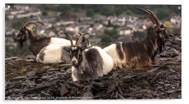 Welsh mountain goats. Acrylic by John Henderson