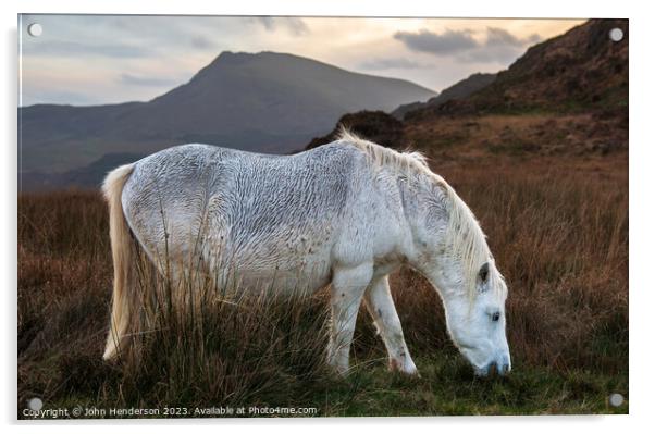 Welsh mountain Pony Acrylic by John Henderson
