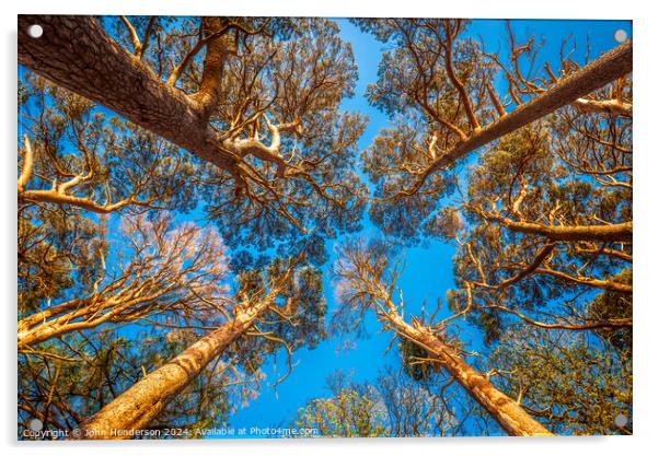 Scots Pine Canopy . Acrylic by John Henderson