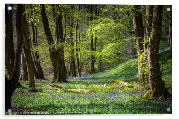 Lancashire Bluebell woodland Brock valley Acrylic by John Henderson
