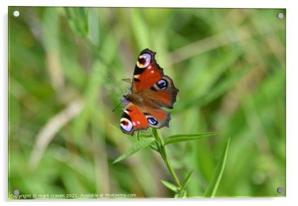 Peacock butterfly Acrylic by mark craven