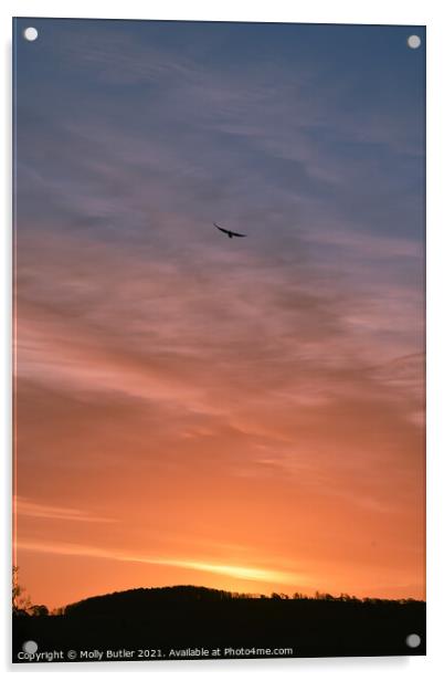 Bird enjoying the sunrise Acrylic by Molly Butler