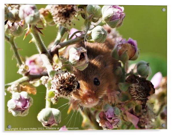 Harvest Mouse -  I Can See You Acrylic by Laura Haley