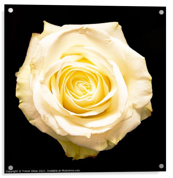 The White Rose Acrylic by Trevor Oliver