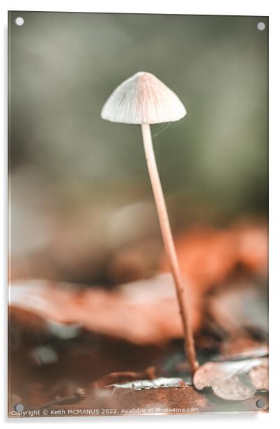Lonely mushroom Acrylic by Keith McManus
