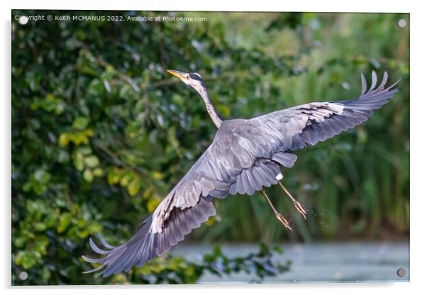 Heron taking flight Acrylic by Keith McManus