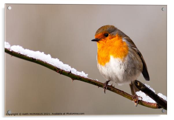 Christmas card Robin Acrylic by Keith McManus