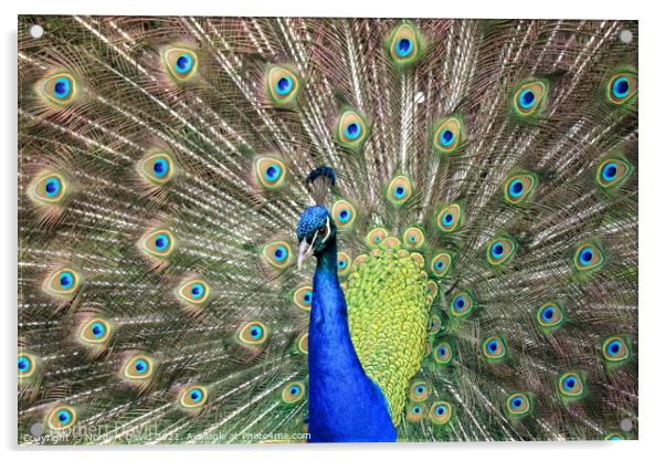 Peacock Acrylic by Norbert David