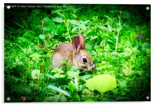 A wild baby rabbit enjoying the flowers Acrylic by Jules D Truman