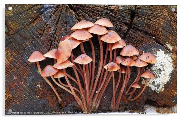 Sprouting mushrooms 3 Acrylic by Jules D Truman