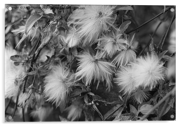 Clematis seeds bnw Acrylic by Jules D Truman