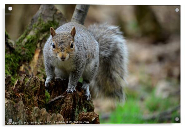 A squirrel standing on a tree Acrylic by Michael bryant Tiptopimage