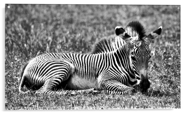 A zebra relaxing in a grass covered field Acrylic by Michael bryant Tiptopimage