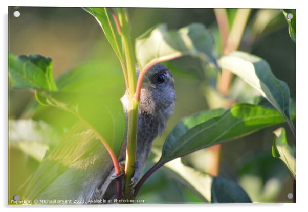 Shy bird Acrylic by Michael bryant Tiptopimage