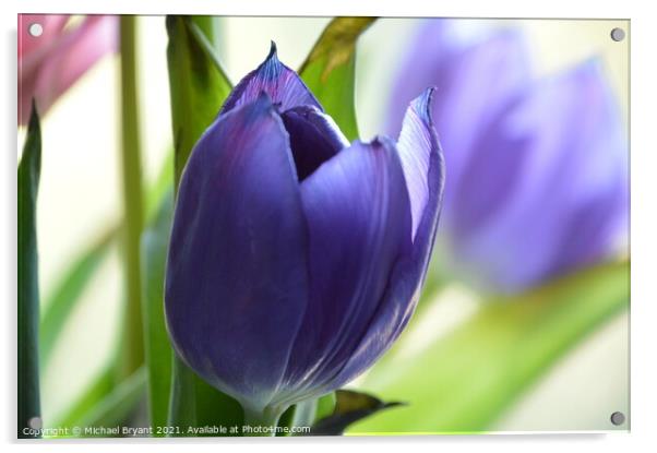 Purple tulip Acrylic by Michael bryant Tiptopimage