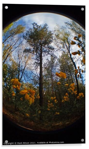 Woodland Fisheye  Acrylic by Mark Ritson