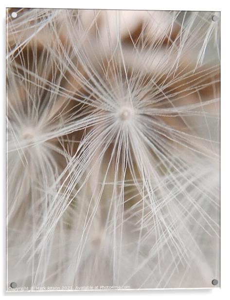 Dandelion Seeds  Acrylic by Mark Ritson