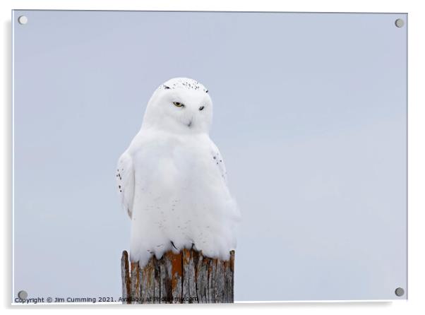 The Ghost - Snowy Owl Acrylic by Jim Cumming