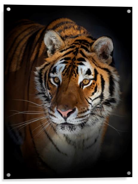Siberian Tiger portrait Acrylic by Jim Cumming