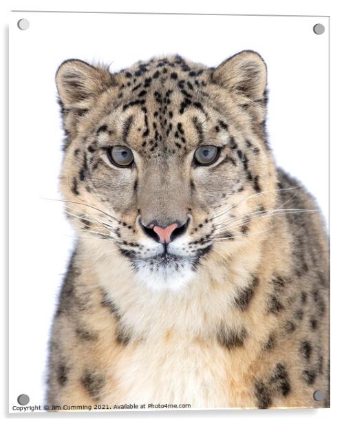 Portrait of a Snow Leopard Acrylic by Jim Cumming