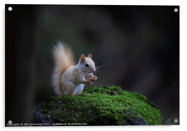 White Squirrel with peanut Acrylic by Jim Cumming