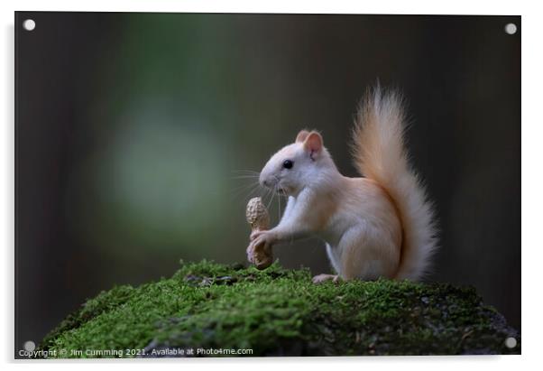 Leucistic White Squirrel with peanut Acrylic by Jim Cumming