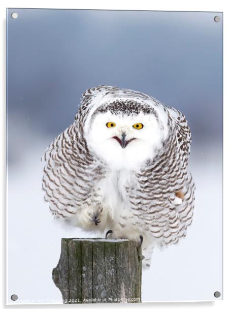 Smiling Snowy Owl  Acrylic by Jim Cumming