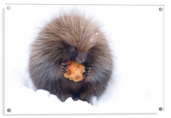 Baby porcupine eating an apple in winter Acrylic by Jim Cumming