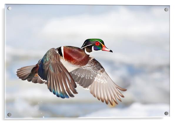 A wood duck takes flight Acrylic by Jim Cumming