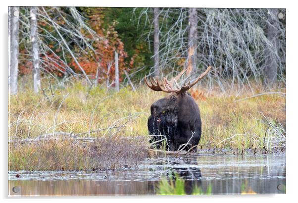 Bull Moose in Algonquin Park, Canada Acrylic by Jim Cumming