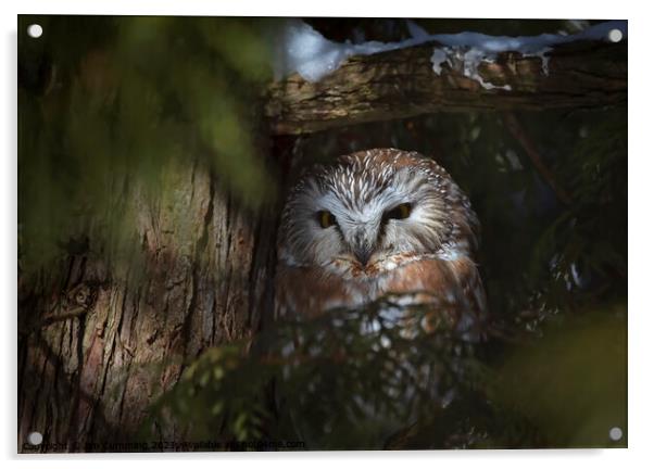 Northern Saw-whet owl Amherst Island, Canada Acrylic by Jim Cumming