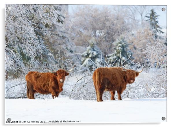 Highland Cattle in winter Acrylic by Jim Cumming