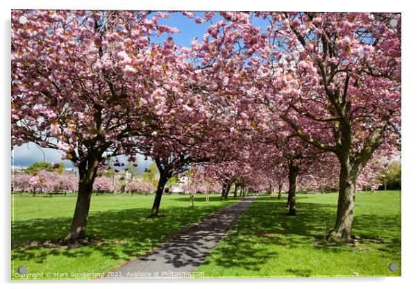 Cherry Blossom on The Stray in Spring Harrogate Acrylic by Mark Sunderland