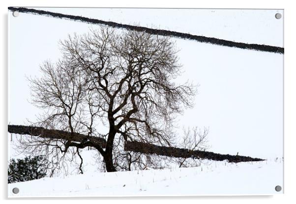 Winter Tree near Burnsall Acrylic by Mark Sunderland