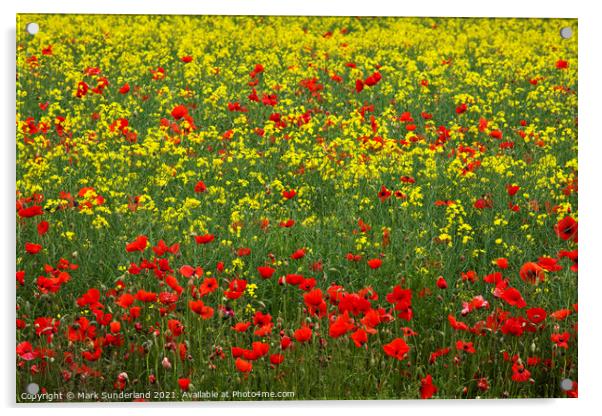 Poppies in an Oilseed Rape Field Acrylic by Mark Sunderland
