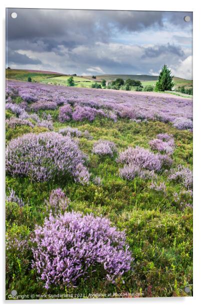 Heather in Bloom on Nought Moor near Pateley Bridge Acrylic by Mark Sunderland