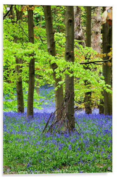 Twigs against a Tree and Bluebells in Middleton Woods in Spring  Acrylic by Mark Sunderland