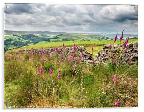 Foxgloves in Upper Nidderdale Acrylic by Mark Sunderland