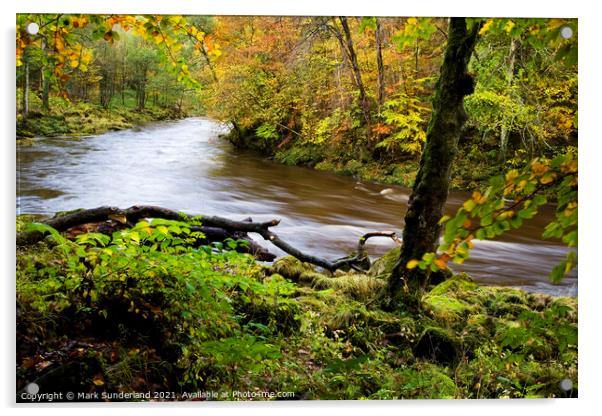 The swollen River Wharfe flows rapidly through autumnal Strid Wood Acrylic by Mark Sunderland