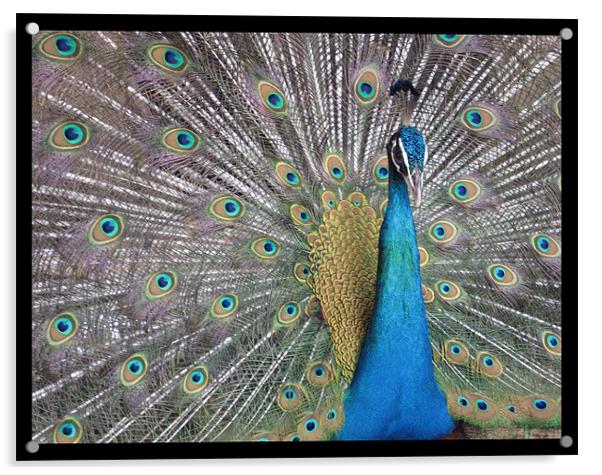 Dancing peacock Acrylic by Susmita Mishra