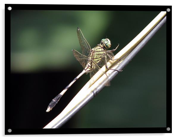 A dragonfly Acrylic by Susmita Mishra