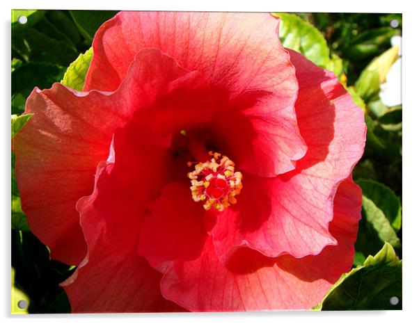 Red Hibiscus Acrylic by Susmita Mishra