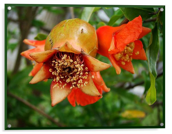 Pomegranate Flower Acrylic by Susmita Mishra